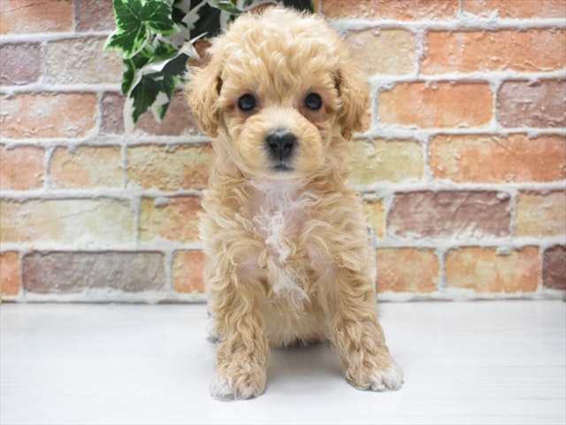 愛知県のハーフ犬 (ペッツワン名古屋当知店/2024年3月12日生まれ/男の子/アプリコットホワイト)の子犬