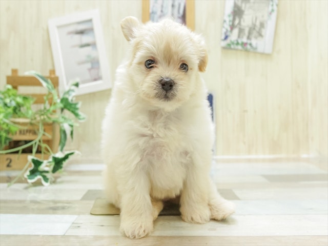 愛知県のハーフ犬 (ペッツワン名古屋当知店/2024年3月29日生まれ/女の子/クリーム)の子犬