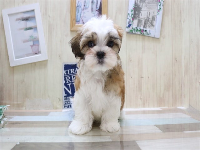 愛知県のハーフ犬 (ペッツワン名古屋当知店/2024年3月3日生まれ/女の子/ゴールドホワイト)の子犬