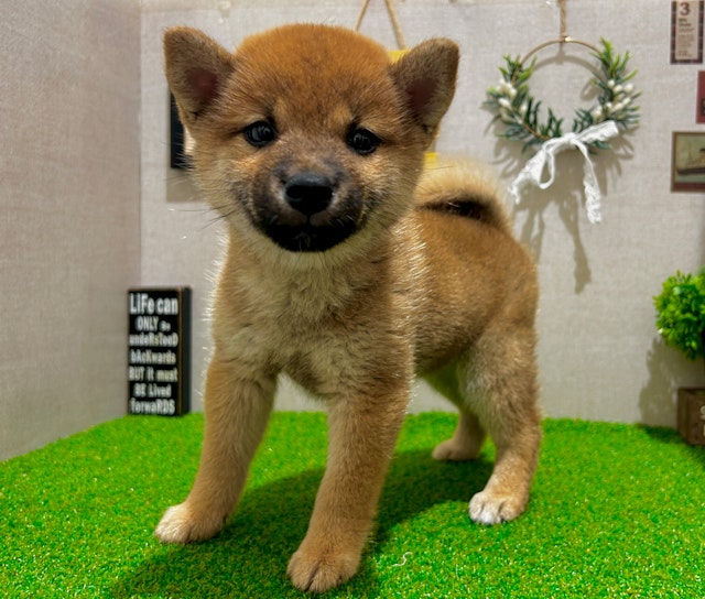茨城県の柴犬(標準サイズ) (ペッツワン水戸店/2024年4月20日生まれ/女の子/赤)の子犬
