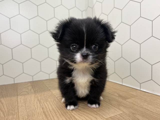 千葉県のハーフ犬 (ペッツワン千葉ニュータウン店/2024年4月8日生まれ/男の子/ブラックホワイト)の子犬