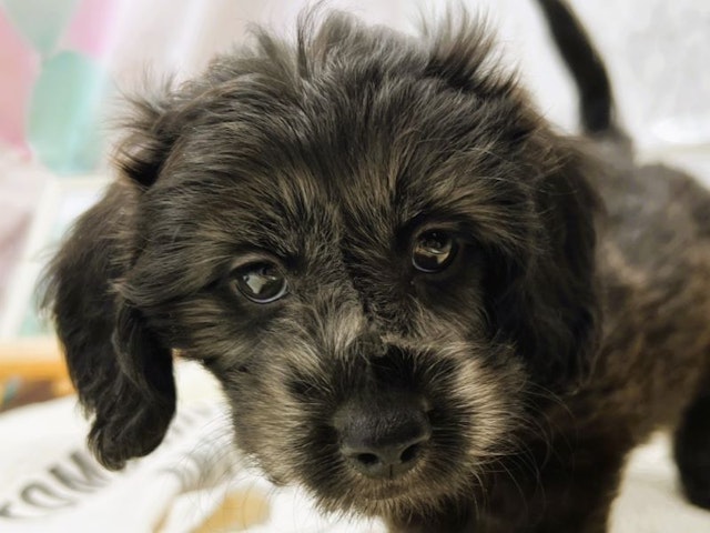 静岡県のハーフ犬 (ペッツワン富士宮小泉店/2024年4月14日生まれ/女の子/ブラック)の子犬