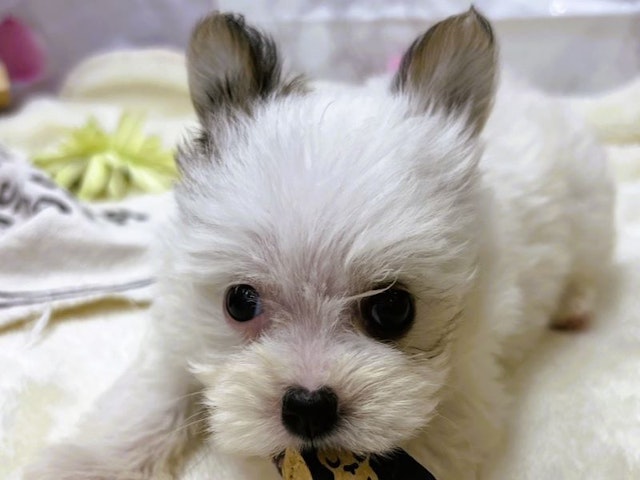 静岡県のハーフ犬 (ペッツワン富士宮小泉店/2024年4月19日生まれ/女の子/ホワイトレッド)の子犬