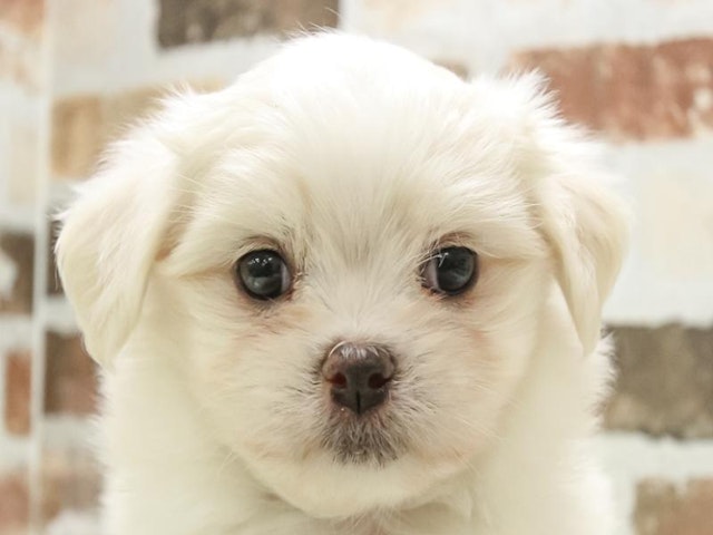 滋賀県のハーフ犬 (ペッツワン甲賀店/2024年4月13日生まれ/男の子/ホワイト)の子犬