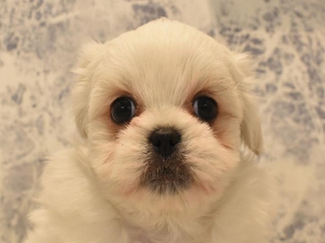滋賀県のハーフ犬 (ペッツワン甲賀店/2024年2月26日生まれ/男の子/ホワイト)の子犬