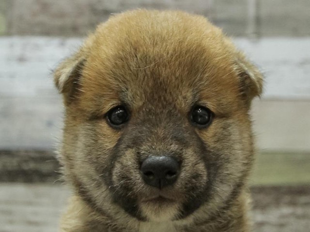 滋賀県の柴犬(標準サイズ) (ペッツワン甲賀店/2024年3月7日生まれ/女の子/赤)の子犬