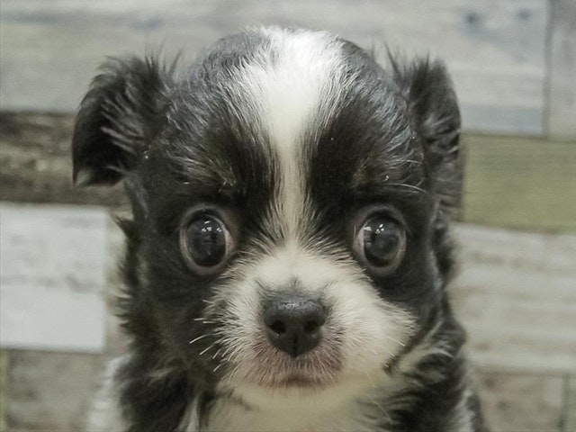 滋賀県のチワワ(ロング) (ペッツワン甲賀店/2024年4月13日生まれ/男の子/ブラックタンホワイト)の子犬