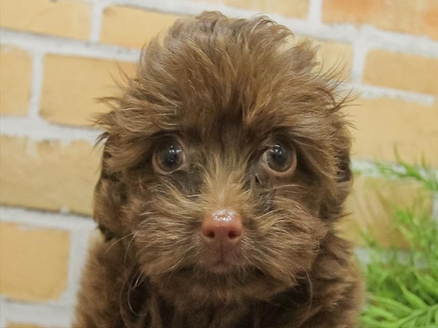 千葉県のハーフ犬 (ペッツワン稲沢ハーモニーランド店/2024年3月16日生まれ/男の子/チョコレートタン)の子犬