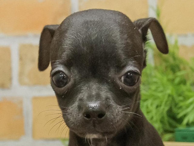 千葉県のハーフ犬 (ペッツワン稲沢ハーモニーランド店/2024年3月16日生まれ/女の子/ブラック)の子犬