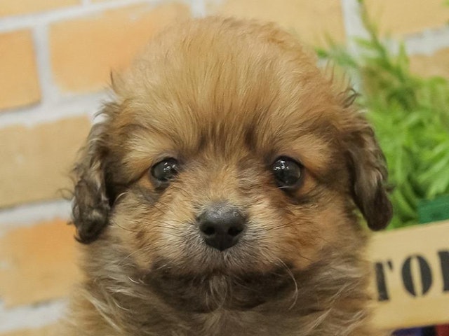 千葉県のハーフ犬 (ペッツワン稲沢ハーモニーランド店/2024年3月17日生まれ/男の子/オレンジ)の子犬