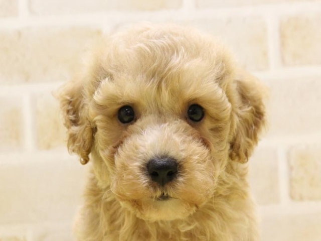 千葉県のハーフ犬 (ペッツワン稲沢ハーモニーランド店/2024年4月15日生まれ/男の子/アプリコット)の子犬
