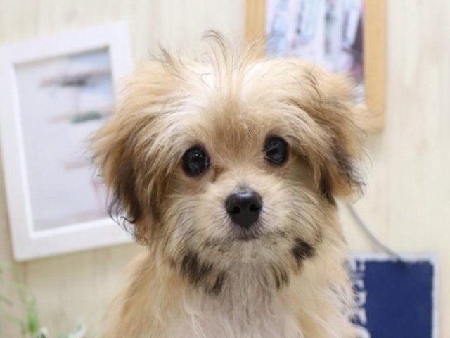 千葉県のハーフ犬 (ペッツワン稲沢ハーモニーランド店/2024年3月14日生まれ/男の子/クリームセーブル)の子犬