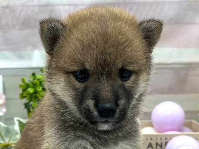 静岡県の柴犬(標準サイズ) (ペッツワン掛川店/2024年4月21日生まれ/女の子/赤)の子犬
