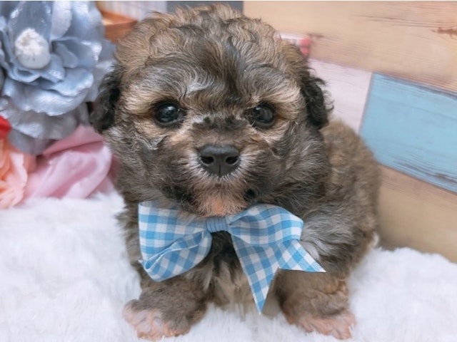 沖縄県のハーフ犬 (ペッツワンFCサンプラザ糸満店/2024年2月24日生まれ/男の子/ブリンドル)の子犬