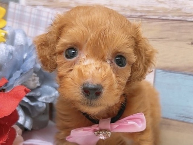 2024年4月13日生まれのハーフ犬の1枚目の写真