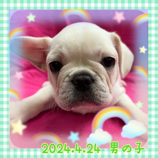 神奈川県のフレンチブルドッグ (ペッツワンりんかんモール店/2024年4月24日生まれ/男の子/クリーム)の子犬