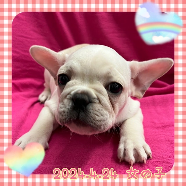 神奈川県のフレンチブルドッグ (ペッツワンりんかんモール店/2024年4月24日生まれ/女の子/クリーム)の子犬