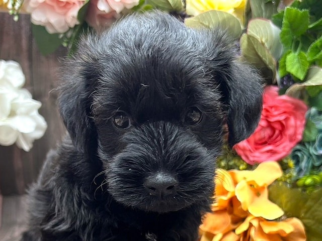 京都府のハーフ犬 (ペッツワン木津川店/2024年4月20日生まれ/男の子/ブラック)の子犬