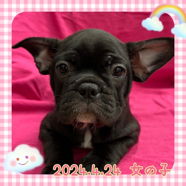 神奈川県のフレンチブルドッグ (ペッツワンりんかんモール店/2024年4月24日生まれ/女の子/ブリンドル)の子犬