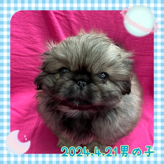 神奈川県のペキニーズ (ペッツワンりんかんモール店/2024年4月21日生まれ/男の子/フォーン)の子犬