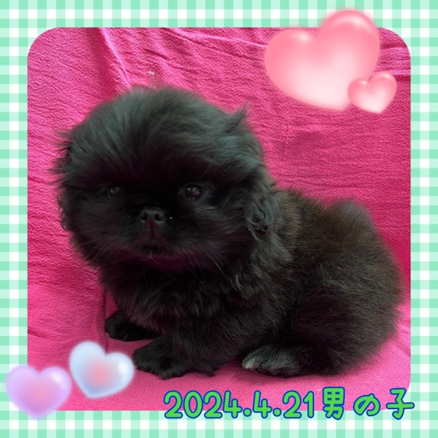 神奈川県のペキニーズ (ペッツワンりんかんモール店/2024年4月21日生まれ/男の子/ブラック)の子犬