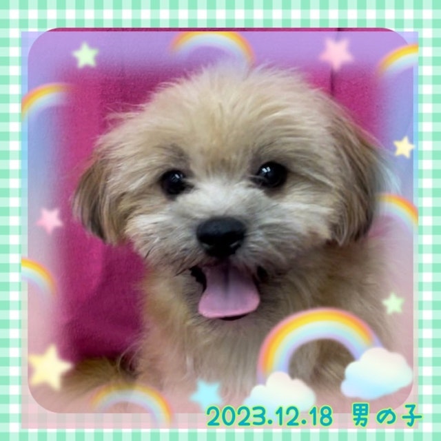 神奈川県のハーフ犬 (ペッツワンりんかんモール店/2023年12月18日生まれ/男の子/ブラック)の子犬