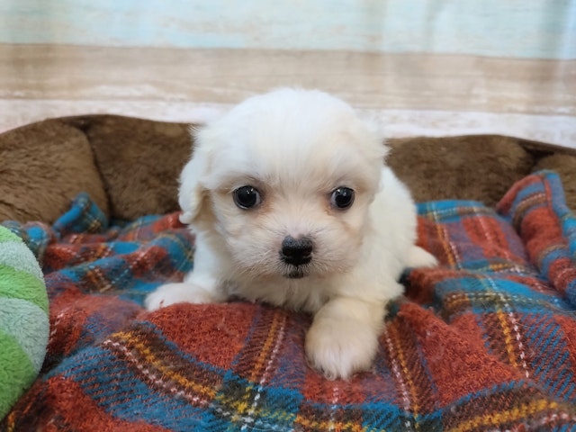 群馬県のハーフ犬 (ペッツワン青柳店/2024年4月23日生まれ/女の子/ホワイト)の子犬