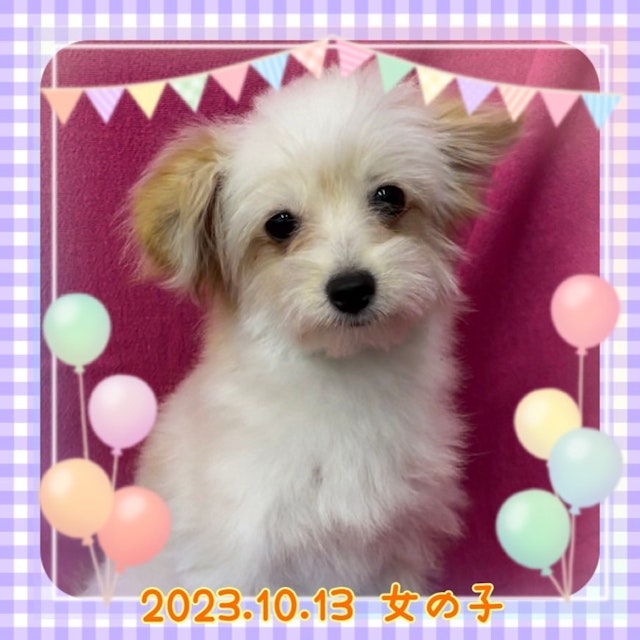 神奈川県のハーフ犬 (ペッツワンりんかんモール店/2023年10月13日生まれ/女の子/オレンジ)の子犬
