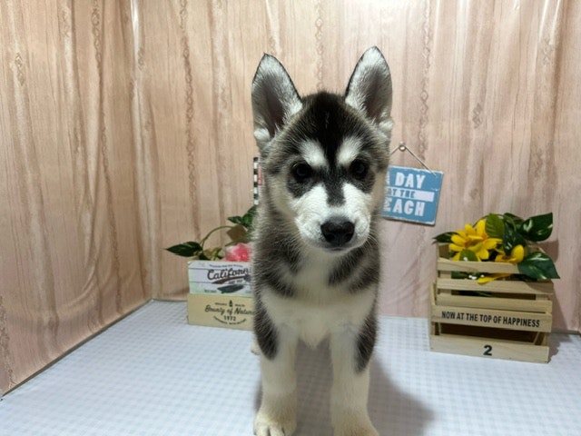 静岡県のシベリアンハスキー (ペッツワン浜松市野店/2024年4月21日生まれ/女の子/ホワイト)の子犬