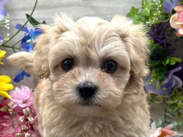 2024年4月21日生まれのハーフ犬の1枚目の写真