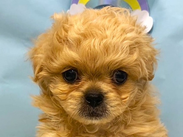 埼玉県のハーフ犬 (ペッツワン羽生店/2024年4月16日生まれ/男の子/アプリコット)の子犬
