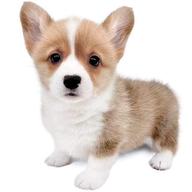神奈川県のウェルシュコーギーペンブローク (ペッツワン城山店/2024年4月25日生まれ/女の子/レッドホワイト)の子犬