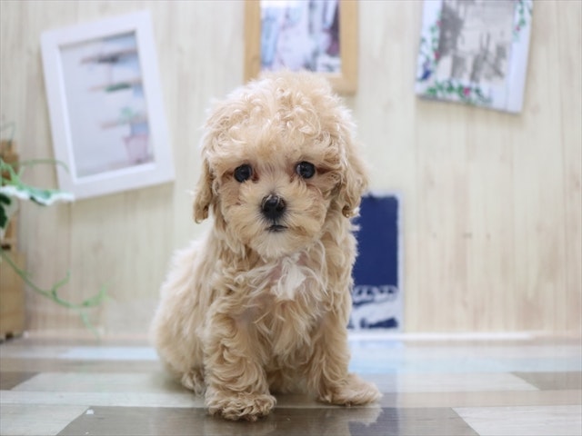 愛知県のハーフ犬 (ペッツワン名古屋当知店/2024年1月30日生まれ/女の子/アプリコット)の子犬