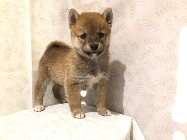 茨城県の柴犬(標準サイズ) (ペッツワン高萩店/2024年4月16日生まれ/女の子/赤)の子犬