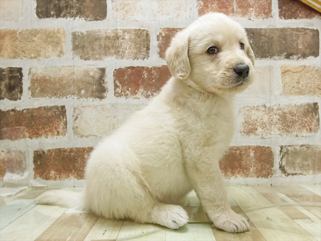 2024年3月15日生まれのハーフ犬の1枚目の写真