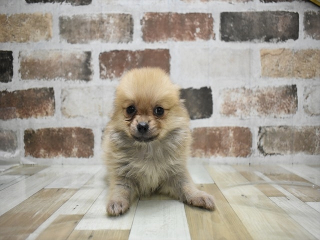 2024年3月18日生まれのハーフ犬の1枚目の写真