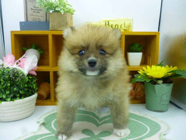 静岡県のポメラニアン (ペッツワン清水店/2002年4月18日生まれ/男の子/オレンジ)の子犬