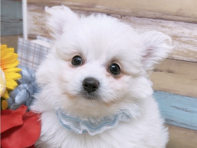 沖縄県のハーフ犬 (ペッツワンFCあがり浜店/2024年4月9日生まれ/男の子/ホワイト)の子犬