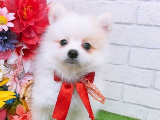 沖縄県のハーフ犬 (ペッツワンFCあがり浜店/2024年3月20日生まれ/男の子/クリームホワイト)の子犬