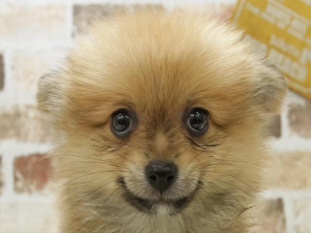 愛知県のハーフ犬 (ペッツワン小牧店/2024年4月27日生まれ/男の子/オレンジセーブル)の子犬