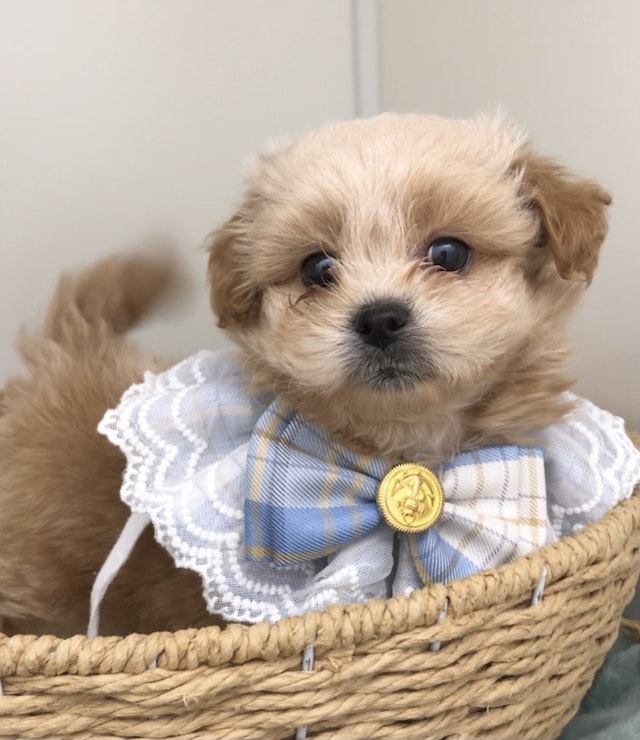 岐阜県のハーフ犬 (ペッツワン可児店/2024年4月20日生まれ/男の子/レッド)の子犬