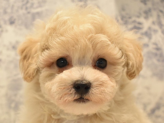 千葉県のハーフ犬 (ペッツワン稲沢ハーモニーランド店/2024年4月20日生まれ/男の子/クリーム)の子犬