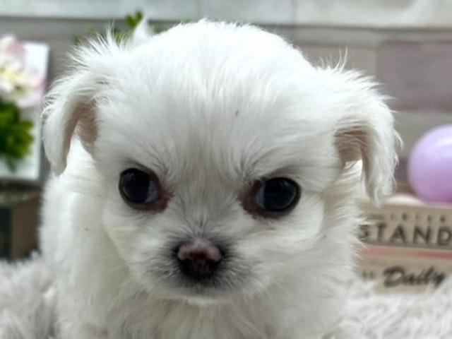静岡県のハーフ犬 (ペッツワン掛川店/2024年4月26日生まれ/女の子/ホワイト)の子犬