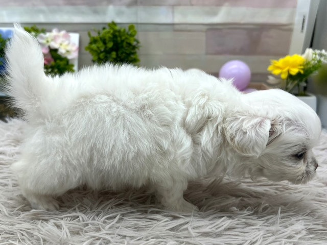 2024年4月26日生まれのハーフ犬の2枚目の写真