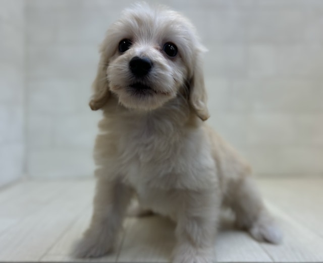 埼玉県のハーフ犬・ミックス犬 (ペッツワン大利根店/2024年4月30日生まれ/女の子/イエロー)の子犬
