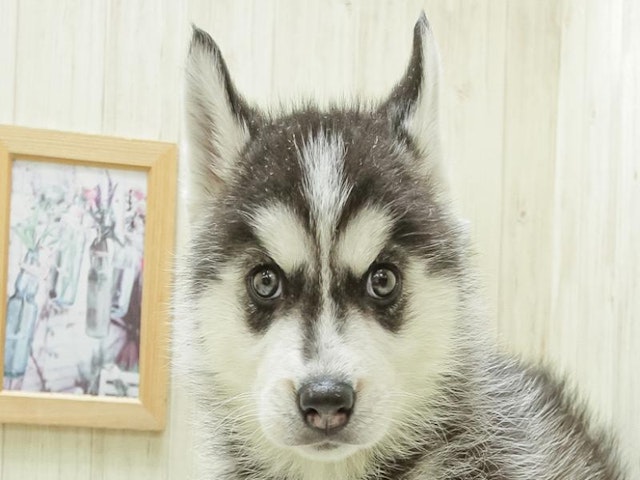 愛知県のシベリアンハスキー (ペッツワン小牧店/2024年2月17日生まれ/女の子/ブラックホワイト)の子犬