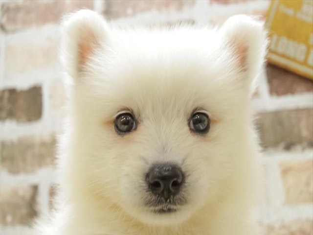 愛知県のハーフ犬 (ペッツワン小牧店/2024年5月4日生まれ/女の子/ホワイト)の子犬