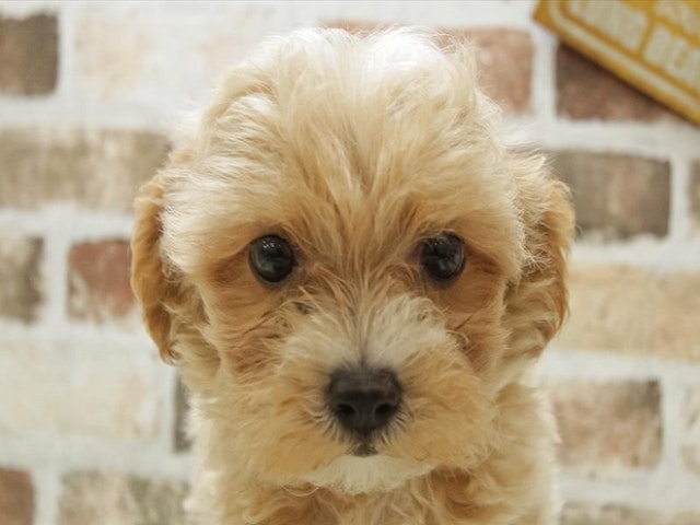 2024年5月2日生まれのハーフ犬の1枚目の写真