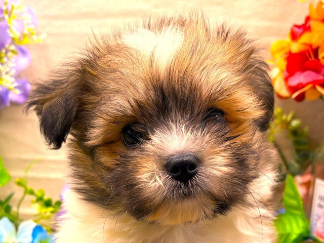 埼玉県のハーフ犬・ミックス犬 (ペッツワン北本店/2024年4月24日生まれ/男の子/ホワイトブラウン)の子犬