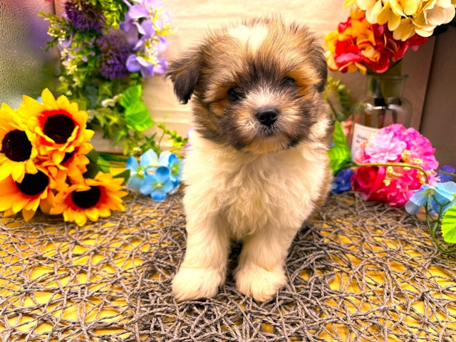 2024年4月24日生まれのハーフ犬・ミックス犬の2枚目の写真